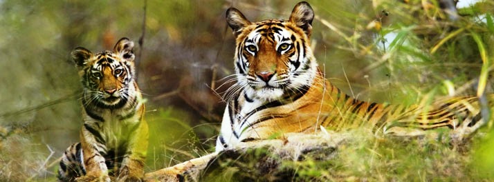 715/Taj Mahua Kothi Bandhavgarh National Park - Umaria 17.jpg